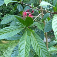Barringtonia racemosa (L.) Spreng.